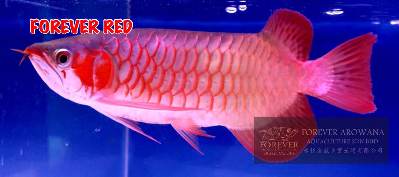 アジアアロワナ・熱帯魚専門店 販売 【トロピカルフィッシュ佐野